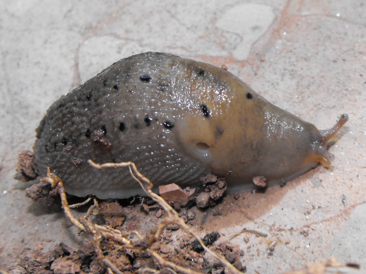 Limax redii  nel comasco - o L. punctulatus da Erba (CO)